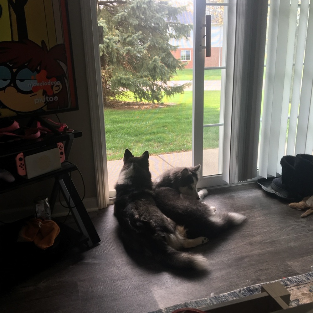 Give Ivy and looni a treat !!